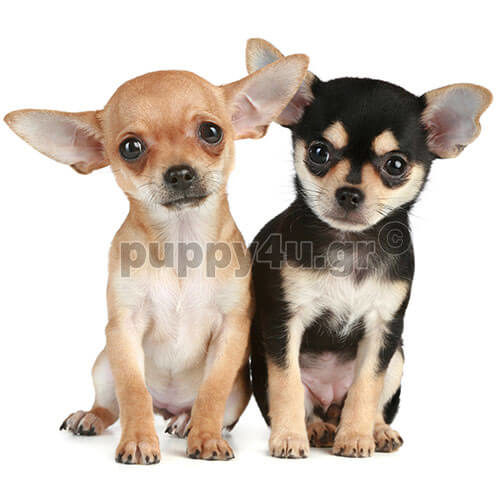 ΤΣΙΟΥΑΟΥΑ - Image 3