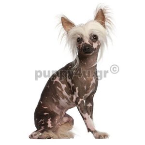 Κινέζικο Λοφιοφόρο | puppy4u.gr