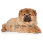 Τσόου Τσόου | puppy4u.gr