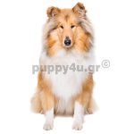 Κόλεϊ | puppy4u.gr