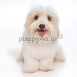 Κοτόν Ντε Τουλεάρ | puppy4u.gr