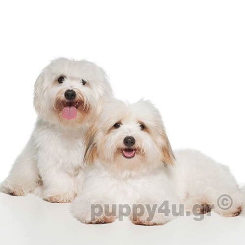 cotton de tulear dogs