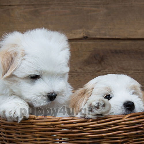 cotton de tulear puppies