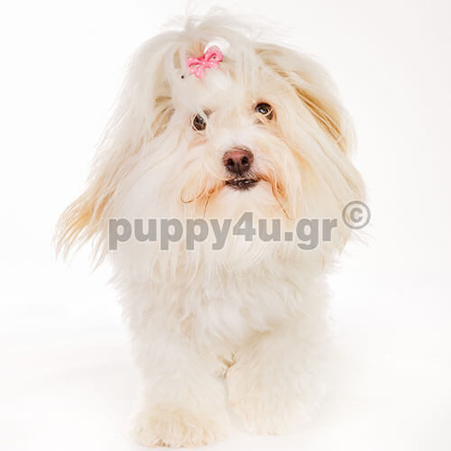 cotton de tulear puppy