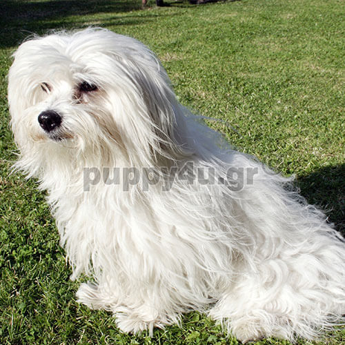 cotton de tulear white