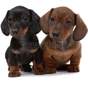 Ντάτσχουντ | puppy4u.gr