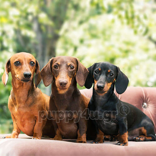 dachshund puppies