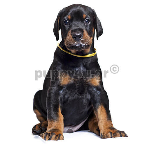 doberman black