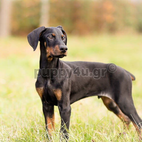 doberman dog