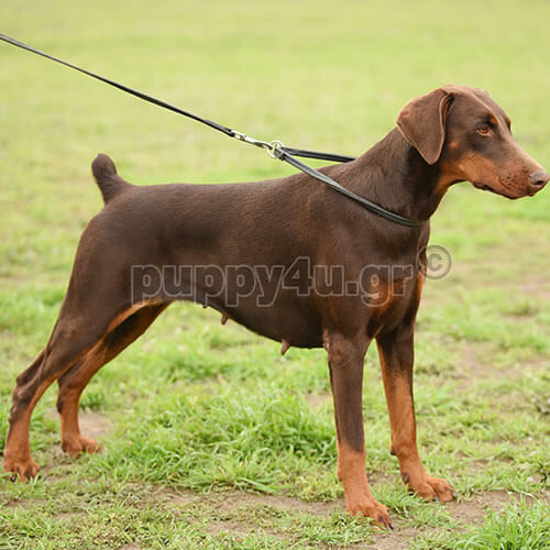 doberman red