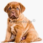 Ντογκ Ντε Μπορντώ | puppy4u.gr