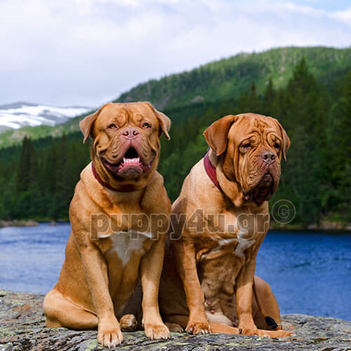 dogue de bordeaux dog