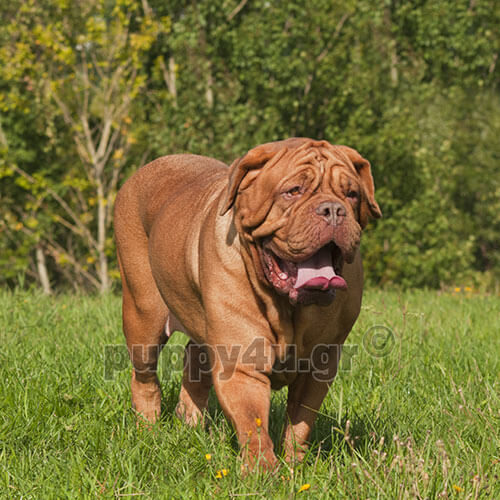 dogue de bordeaux on the grass