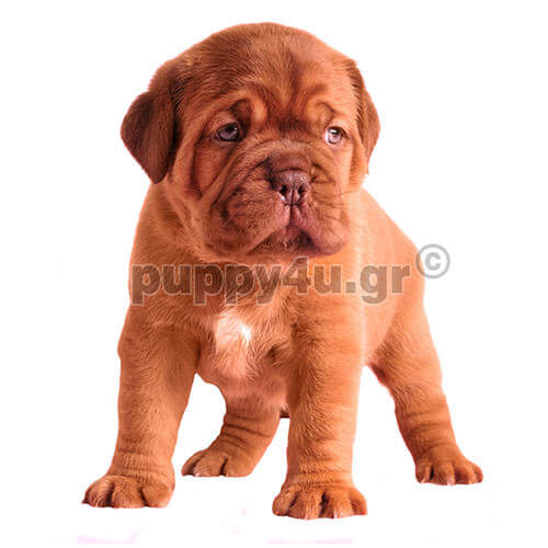 dogue de bordeaux puppy