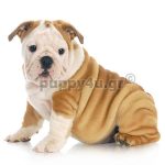 Αγγλικό Μπουλντόγκ | puppy4u.gr