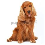 Αγγλικό Κόκερ Σπάνιελ | puppy4u.gr