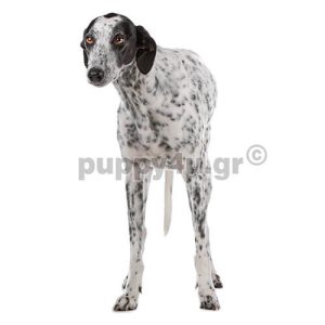 Αγγλικό Γκρεϊχάουντ | puppy4u.gr
