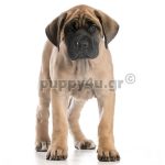 Αγγλικό Μαστίφ | puppy4u.gr
