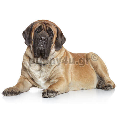 ΑΓΓΛΙΚΟ ΜΑΣΤΙΦ - Image 2