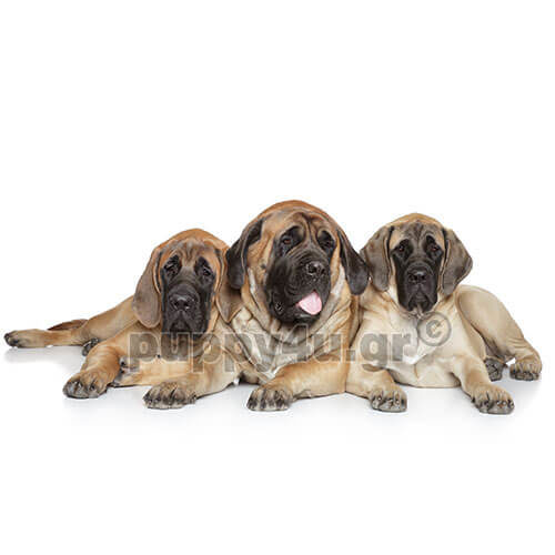 ΑΓΓΛΙΚΟ ΜΑΣΤΙΦ - Image 4