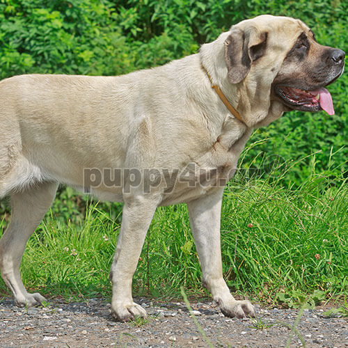 ΑΓΓΛΙΚΟ ΜΑΣΤΙΦ - Image 3