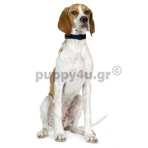 Αγγλικό Μαστίφ.puppy4u.gr