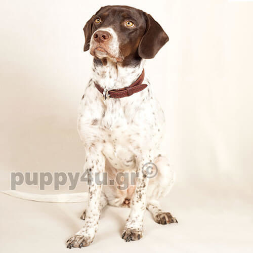 ΑΓΓΛΙΚΟ ΠΟΪΝΤΕΡ - Image 2