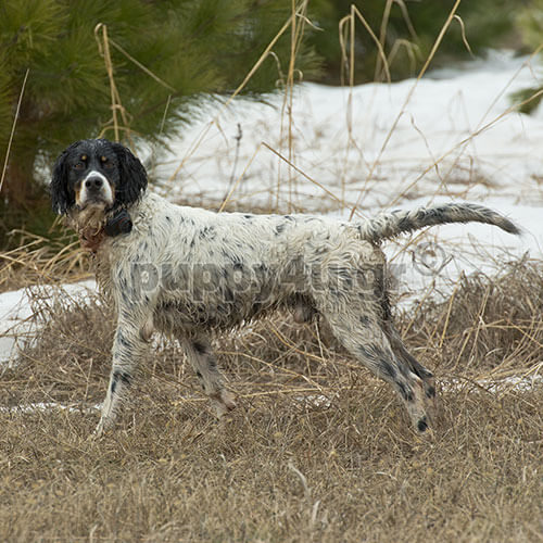 ΑΓΓΛΙΚΟ ΠΟΪΝΤΕΡ - Image 5