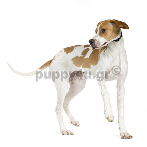 ΑΓΓΛΙΚΟ ΠΟΪΝΤΕΡ - Image 4