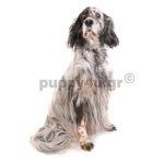 Αγγλικό Σέτερ,Σέτερ Λάβερακ | puppy4u.gr