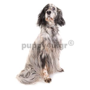 Αγγλικό Σέτερ,Σέτερ Λάβερακ | puppy4u.gr