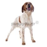 Επανιέλ Μπρετόν | puppy4u.gr