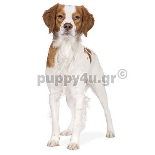 epagneul breton dog
