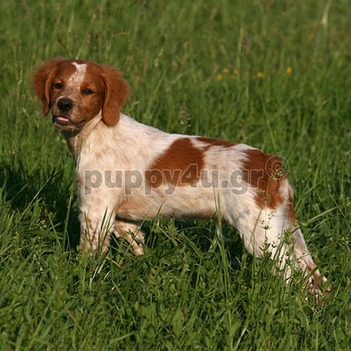 epagneul breton hunting