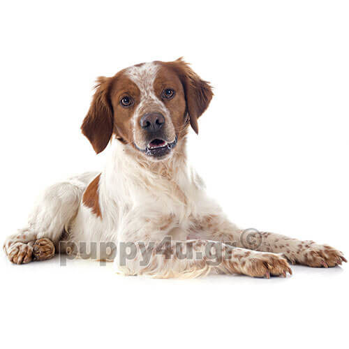 epagneul breton hunting dog