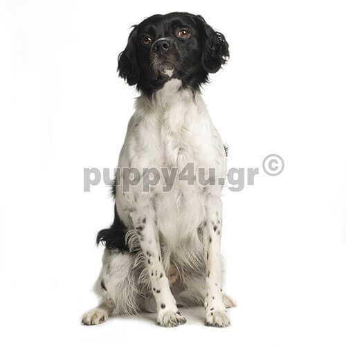 epagneul breton puppy
