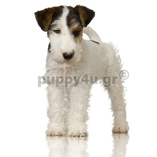 fox terrier