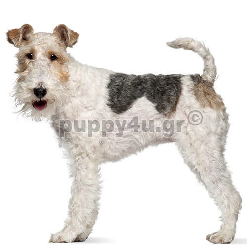 fox terrier dog