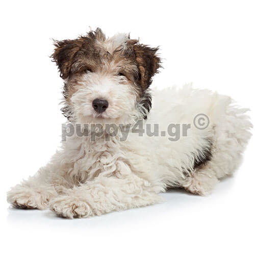 fox terrier puppy