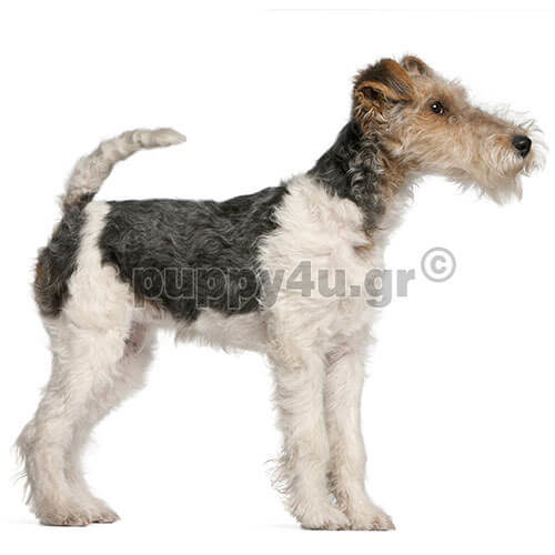 fox terrier tricolour
