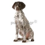 Γερμανικό Πόιντερ Κοντότριχο,Κούρτσχαρ | puppy4u.gr