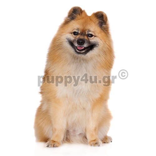german spitz dog