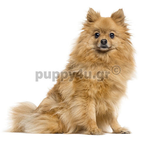 german spitz orange