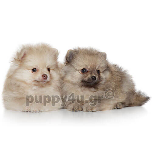 german spitz puppies
