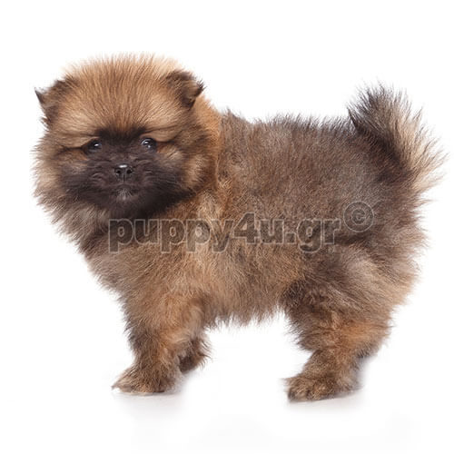 german spitz puppy