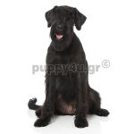 Σνάουτσερ Γίγας | puppy4u.gr