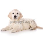Γκόλντεν Ριτρίβερ | puppy4u.gr