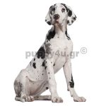 Μεγάλος Δανός,Μολλοσός | puppy4u.gr