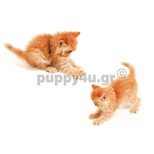 ΙΜΑΛΑΪΩΝ - Image 4