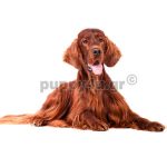 Ιρλανδέζικο Σέτερ | puppy4u.gr